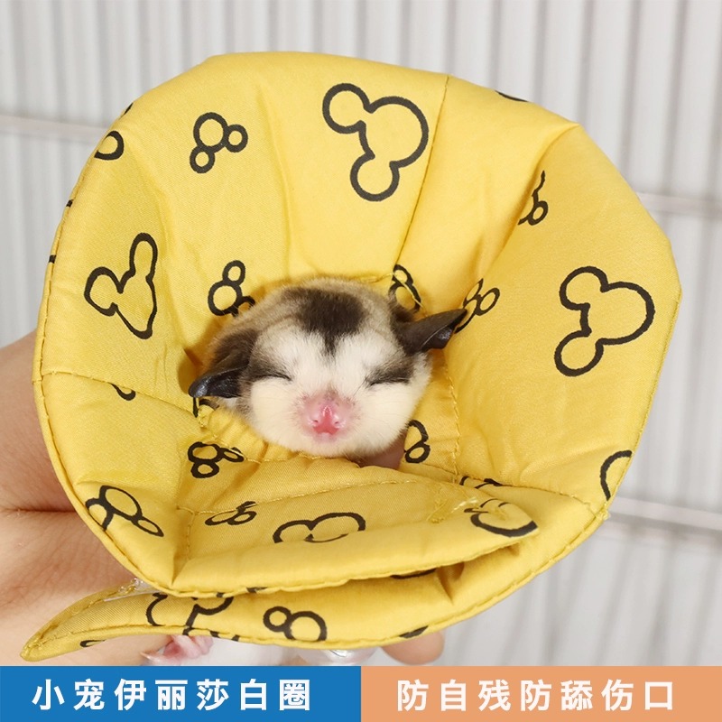 蜜袋鼯幼蜜仓鼠金丝熊伊丽莎白防舔咬保护项圈兔子龙猫护理软圈