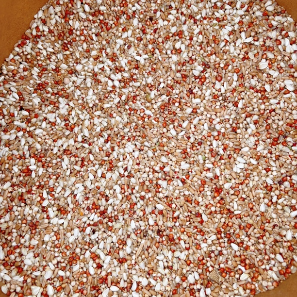 赛鸽排酸粮5斤包邮