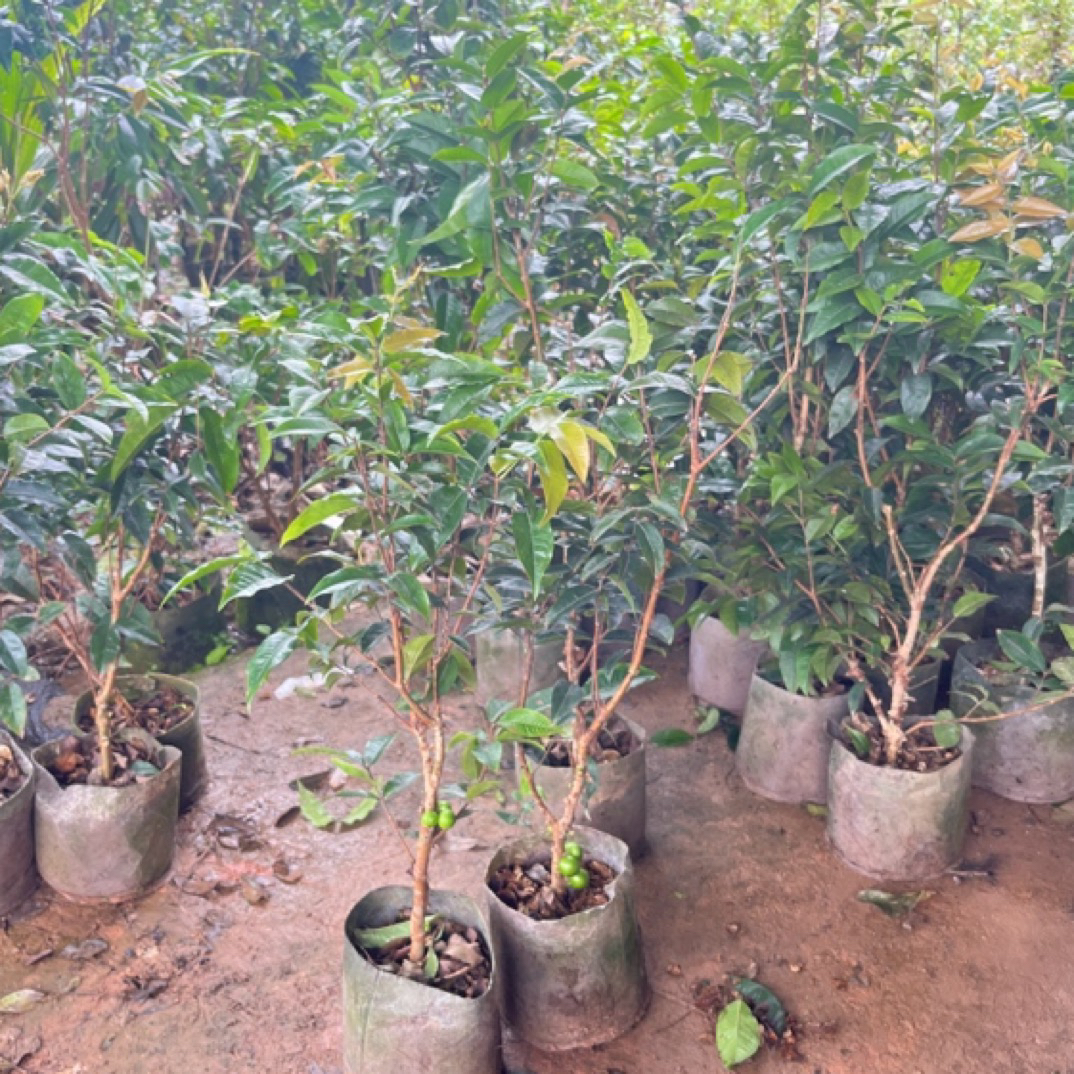 艾斯卡带土带叶发，广西发货绿植盆栽