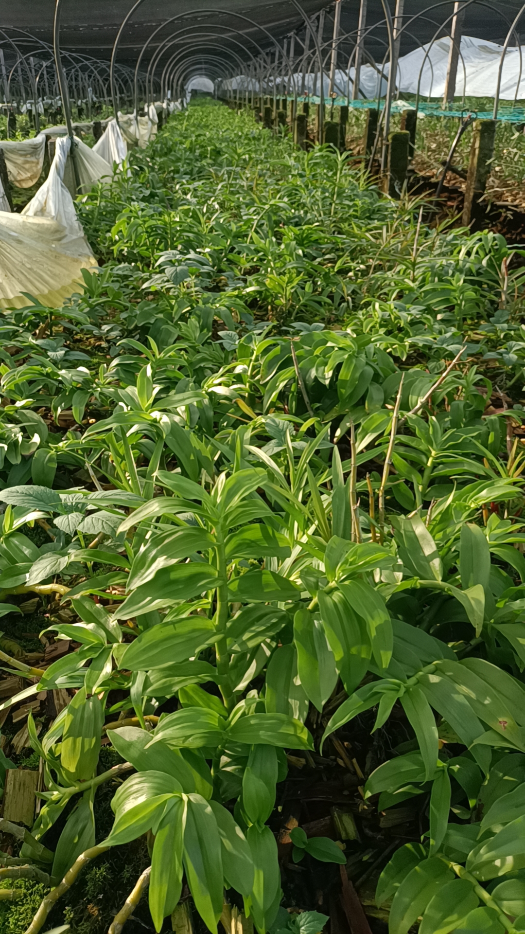 石斛直播链接一物一拍