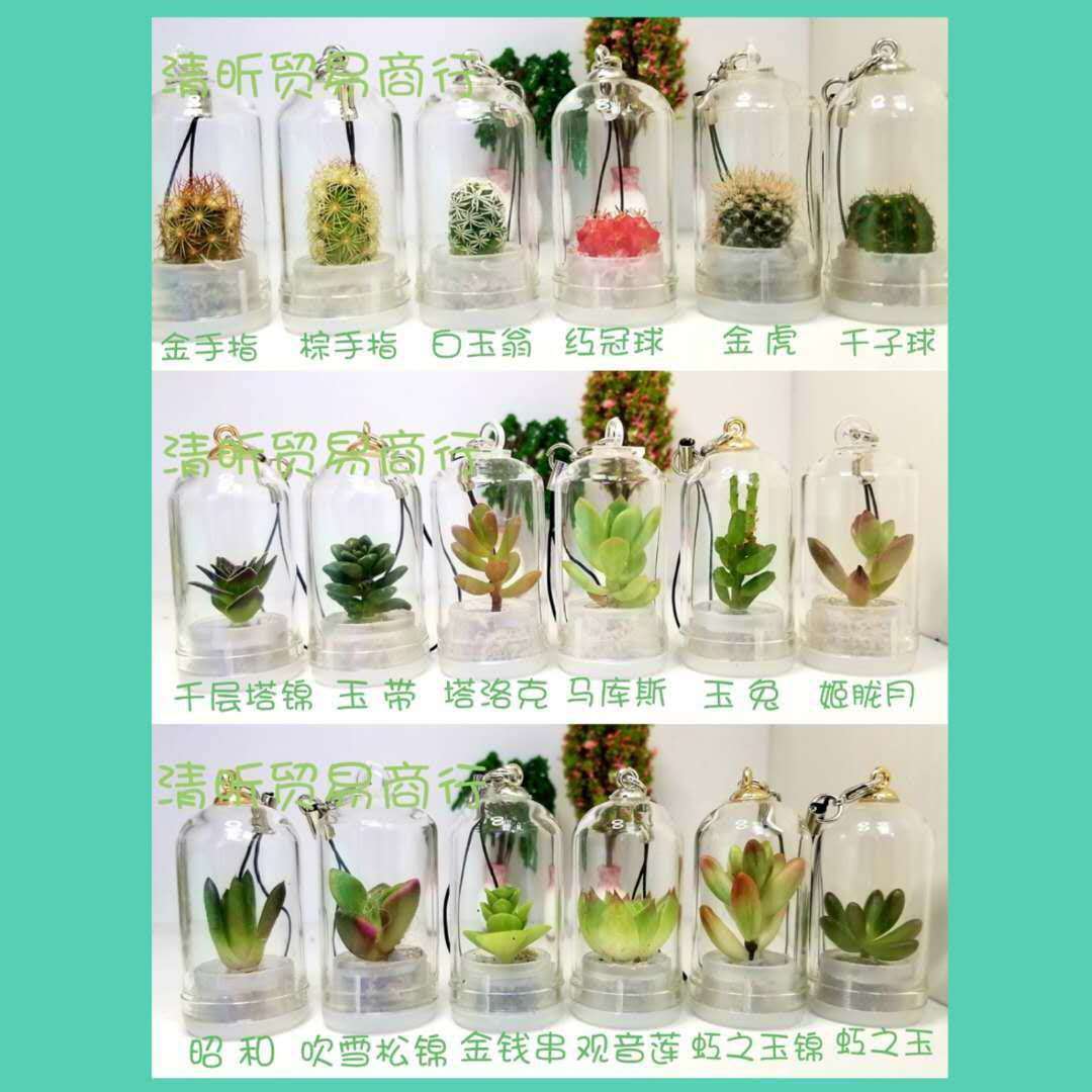 迷你多肉植物小挂件 玻璃罩小多肉 真植物手机绳挂件 多肉钥匙扣
