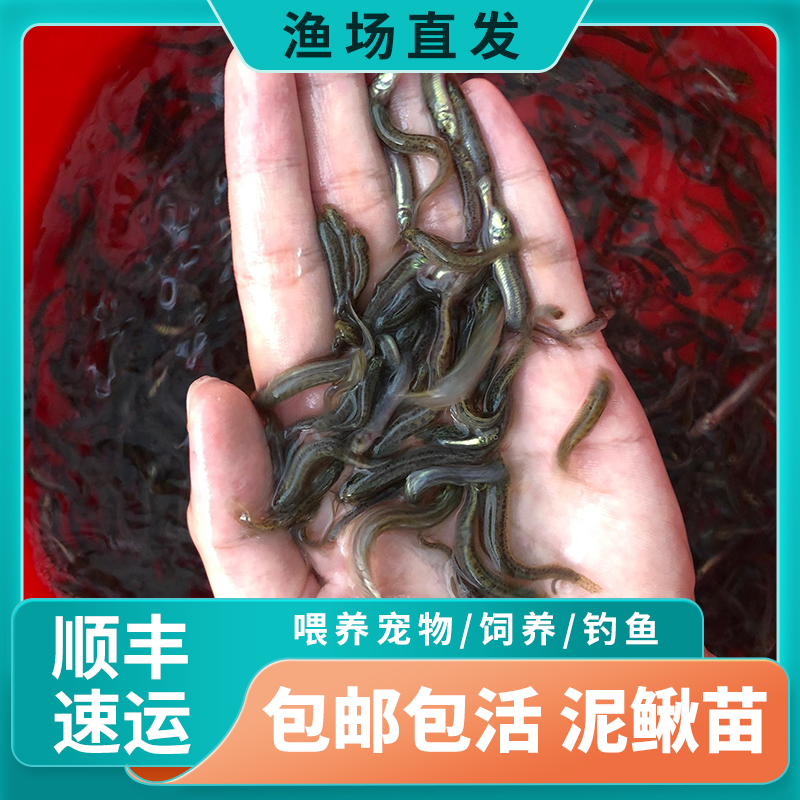 台湾小泥鳅苗活体鲜活筏钓养殖淡水乌龟龙鱼饲料鱼大泥鳅水花鱼苗