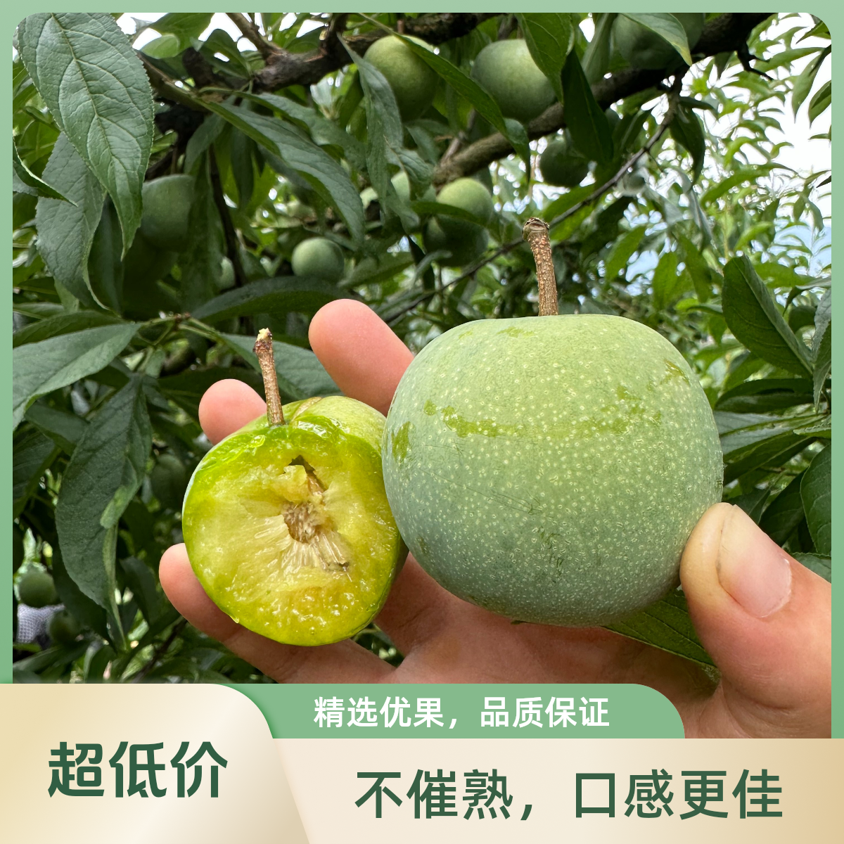 [京东顺丰专线]重庆巫山脆李李子空心脱骨个大新鲜应季水果包邮