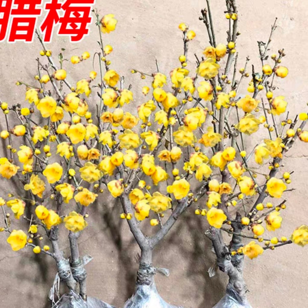 素心腊梅当年开花适合办公室阳台客厅室内室外种植耐寒耐旱黄色