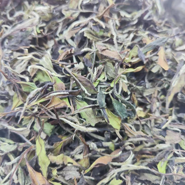 2023年仙居林黄岗基地荒野白牡丹666克散茶