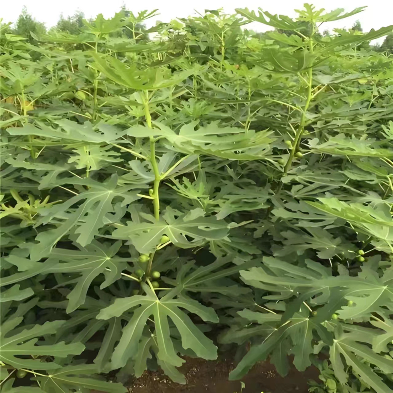 绿植花卉室内盆栽阳台