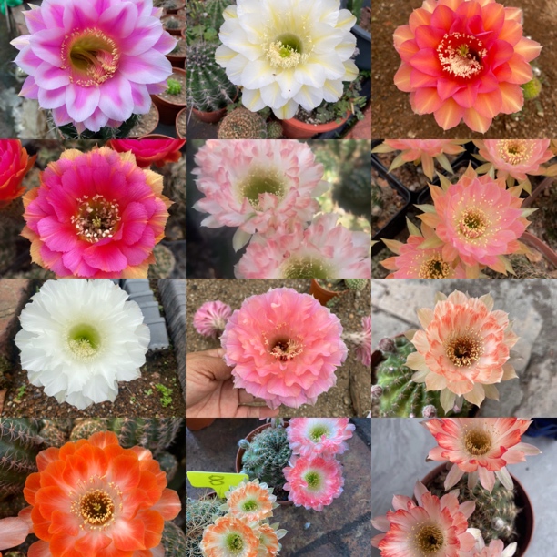 多肉绿植仙人球彩草丽花一物一拍链接