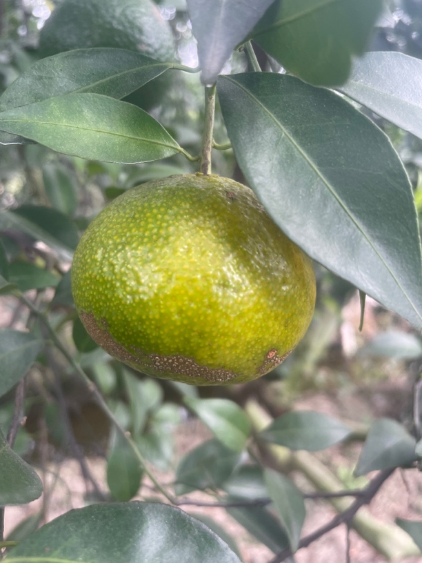 2025年南坦二红鲜果（老树驳枝）陈皮原料 新会陈皮果