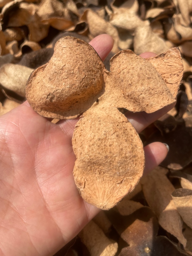2016年天马大青柑皮煮水煲汤焗茶