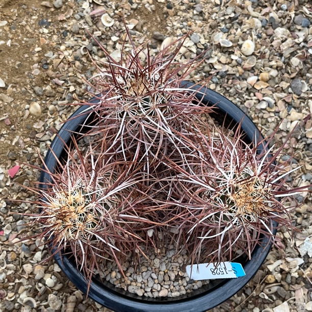 犰狳丝虾  S-1528 仙人球 狂美刺 一物一拍