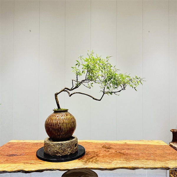 海岛栀子花春花石枫一物一拍链接盆栽