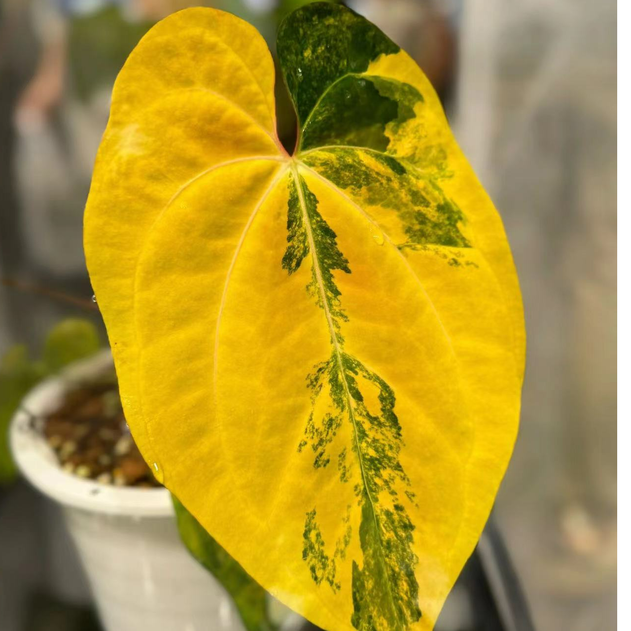 天南星科 花烛 INS风 直播链接 一物一拍