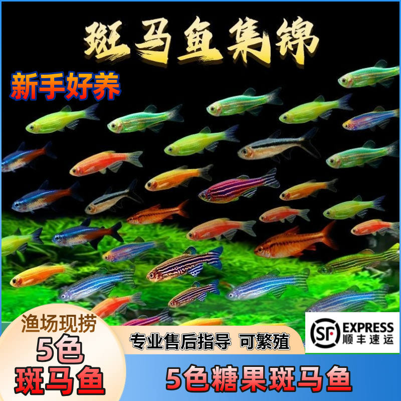 【5色糖果斑马鱼】小型小鱼观赏鱼五色斑马鱼热带鱼新手好养耐活