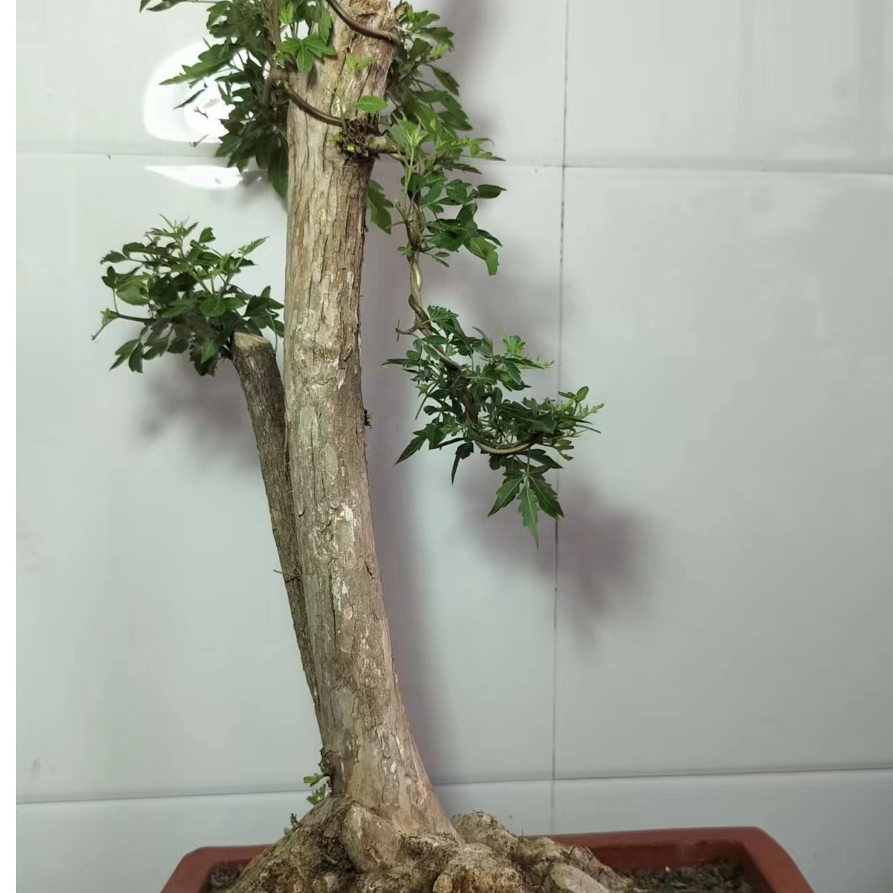 黄荆盆景植物 幸运树