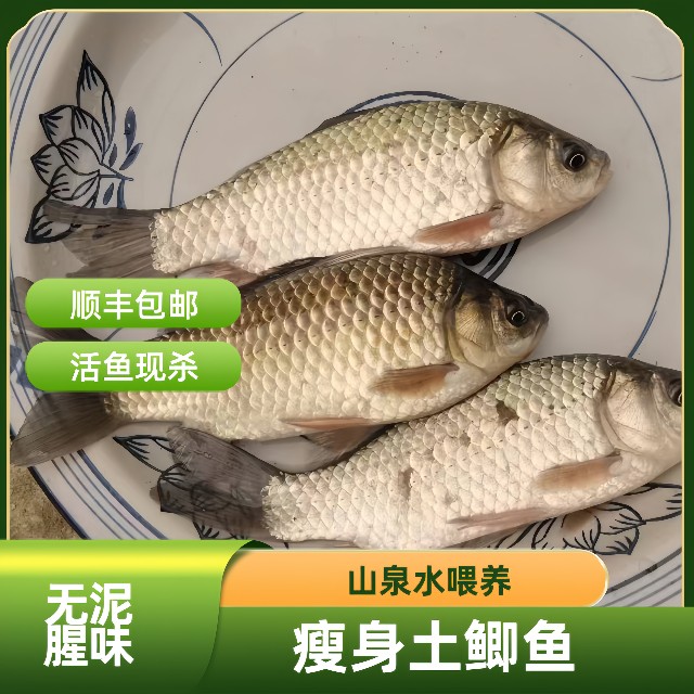 野生土鲫鱼，山泉水喂养，无泥腥肉质细腻鲜美【冰鲜】