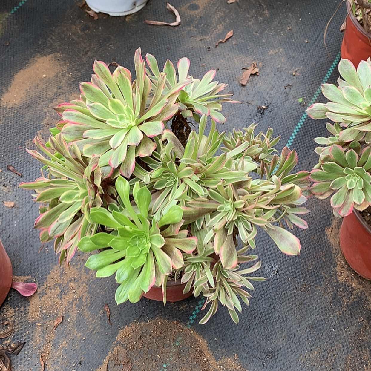 【闪购商品】712粉黛