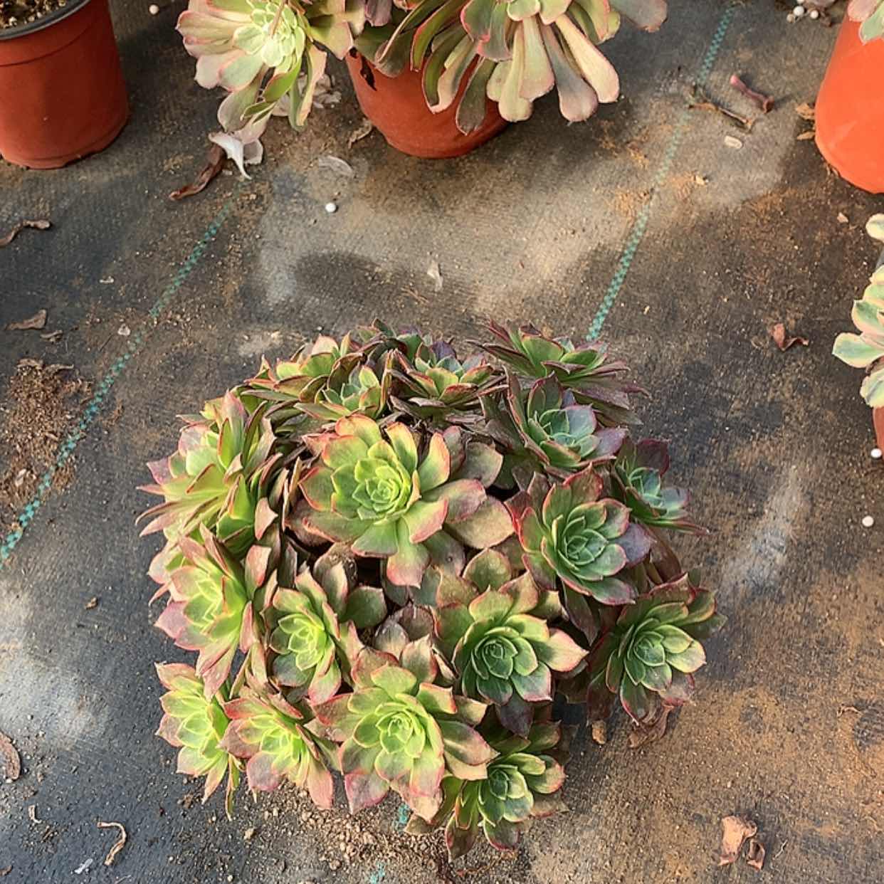 【闪购商品】39万黄锦