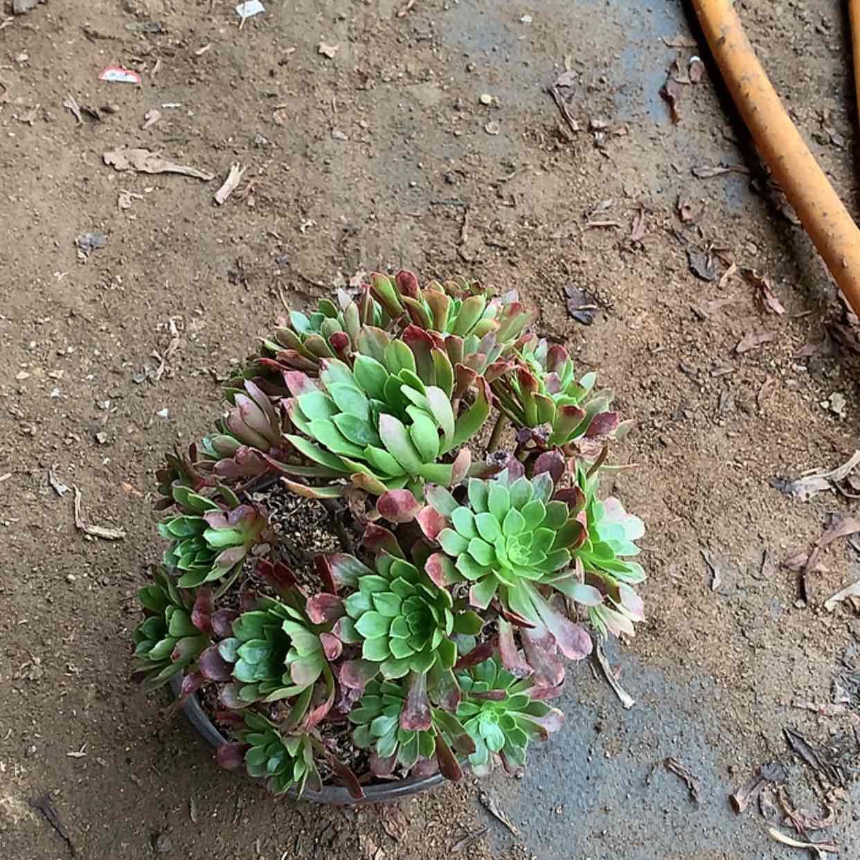 【闪购商品】247嘉年华
