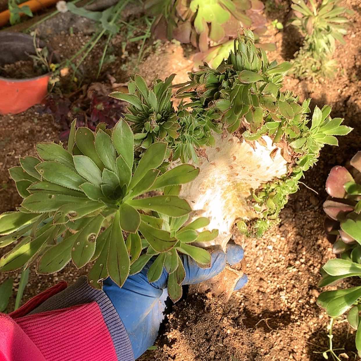 【闪购商品】663原始绿