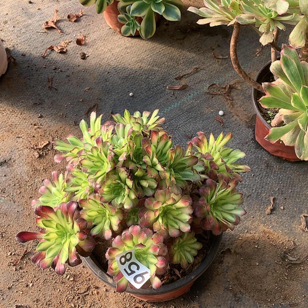 【闪购商品】958童颜