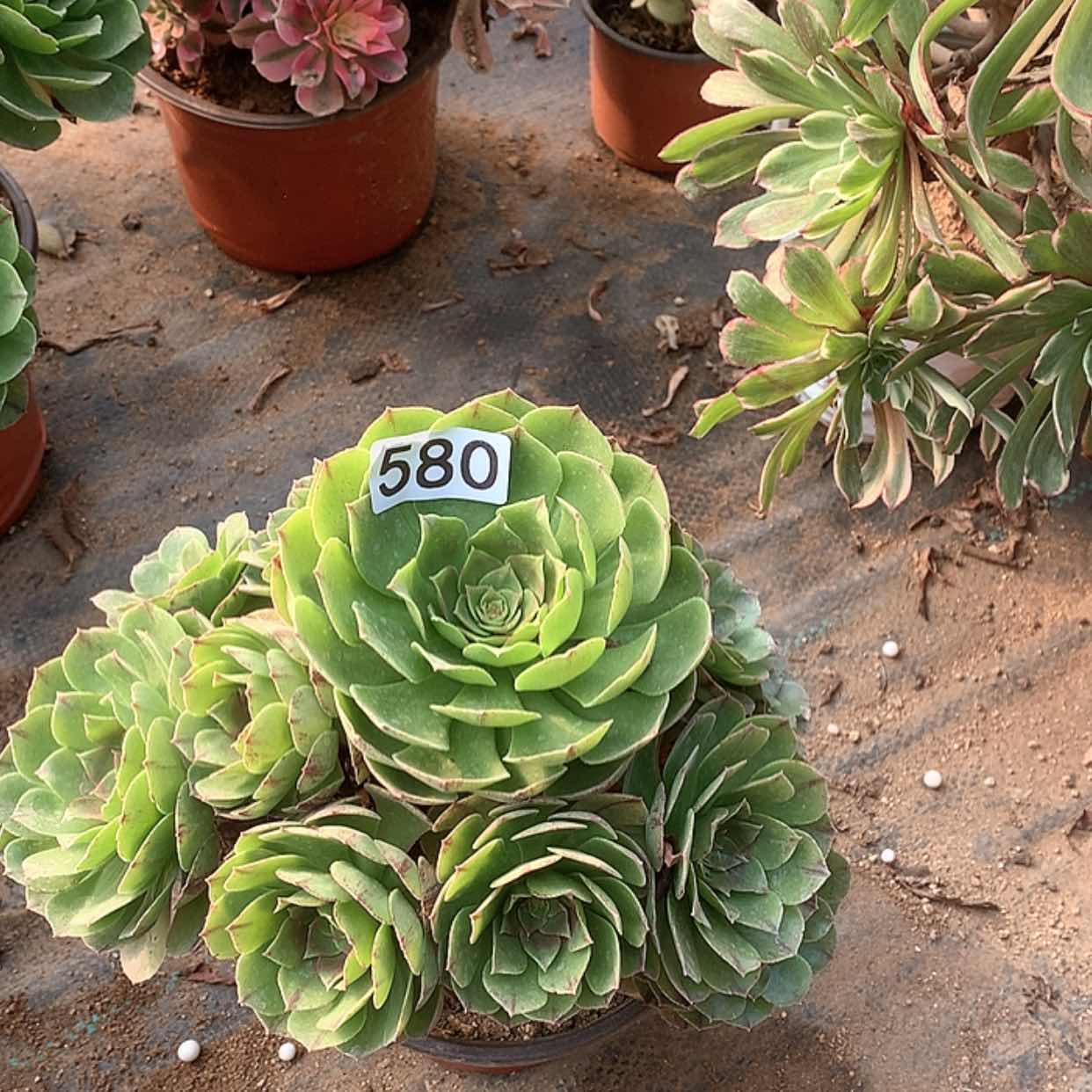 【闪购商品】580万拉丝