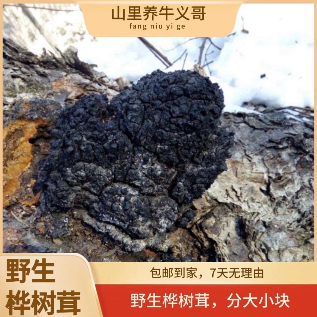 东北吉林   野生桦树茸（现称）