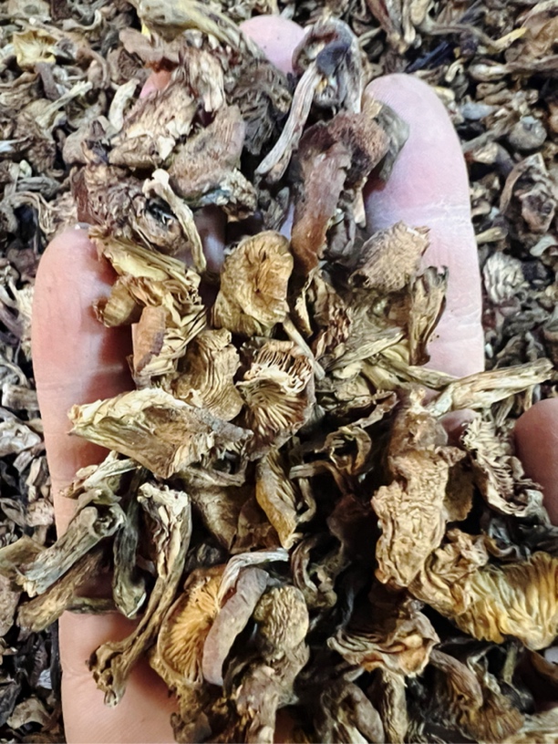 东北野生榛蘑碎一斤