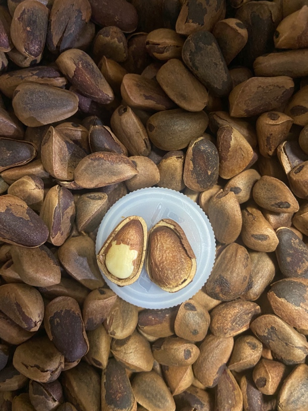 东本本地笨炒开口松子，0添加（820到840颗粒）