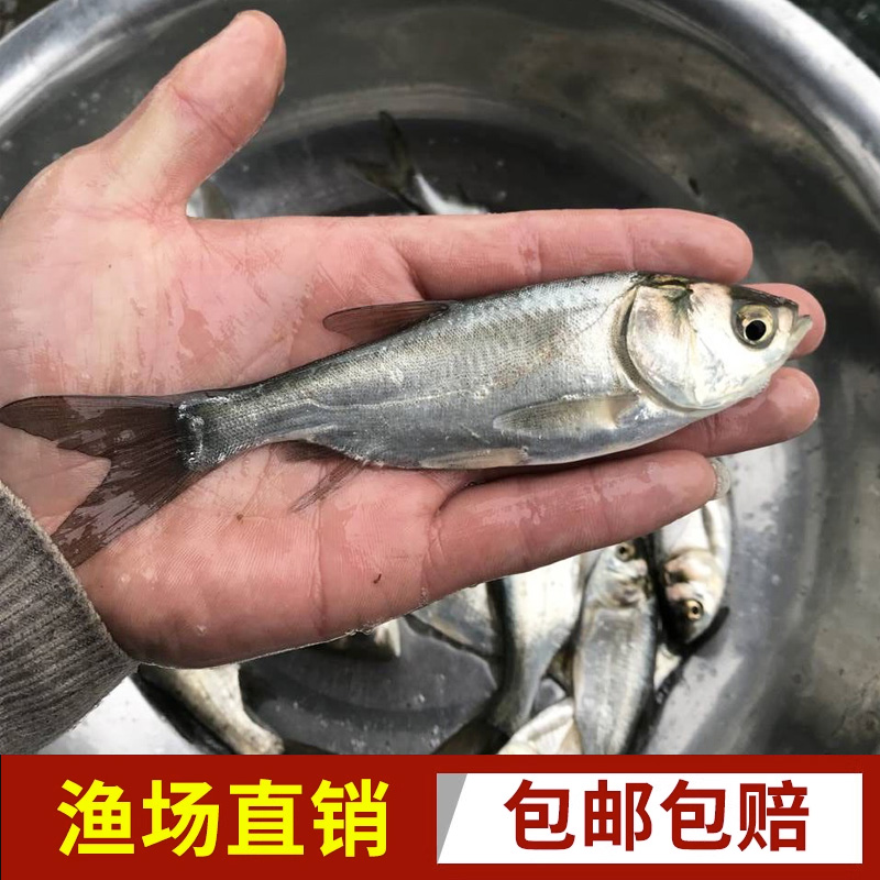 鲢鱼白鲢鱼白莲鱼水鲢淡水养殖冷水观赏鱼活体大鱼