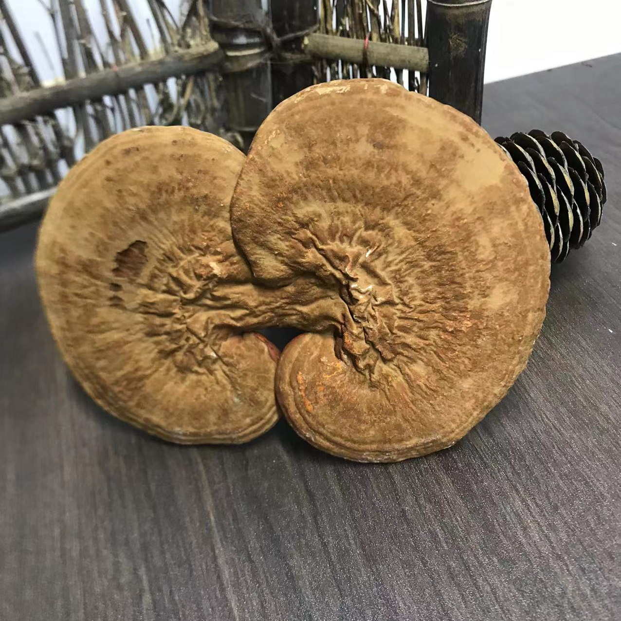 长白山整支赤灵芝