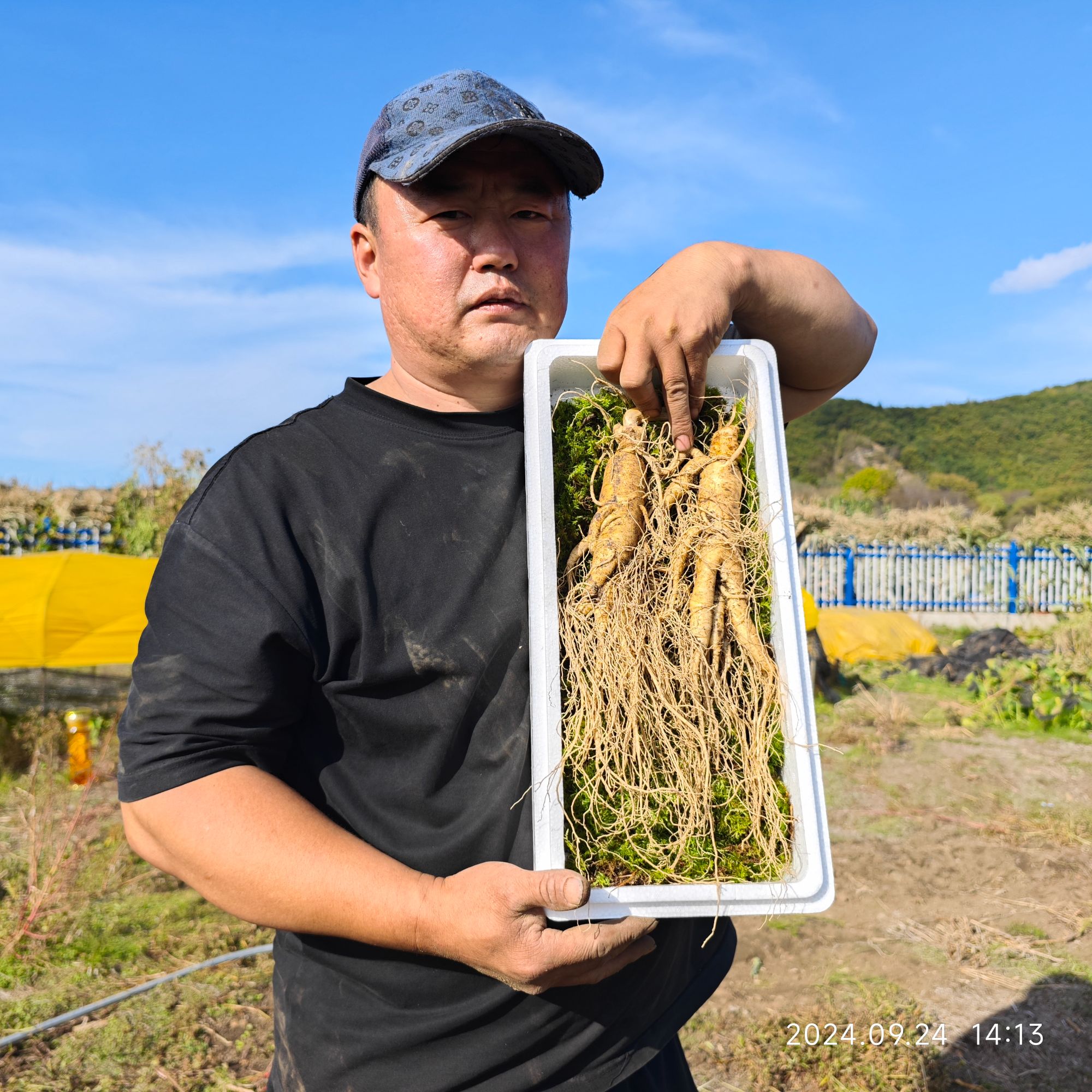 长白山原产地现挖新鲜两根大人参 ，两只250克，送礼好品质