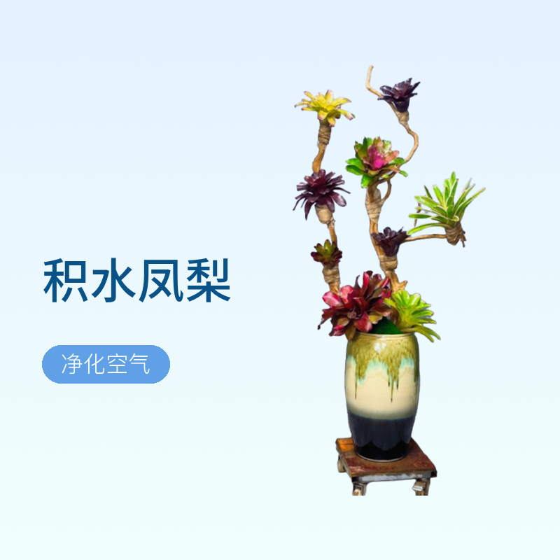 积水凤梨 手工定制凤梨  阳台 办公室 空气凤梨 五彩雨淋 客厅