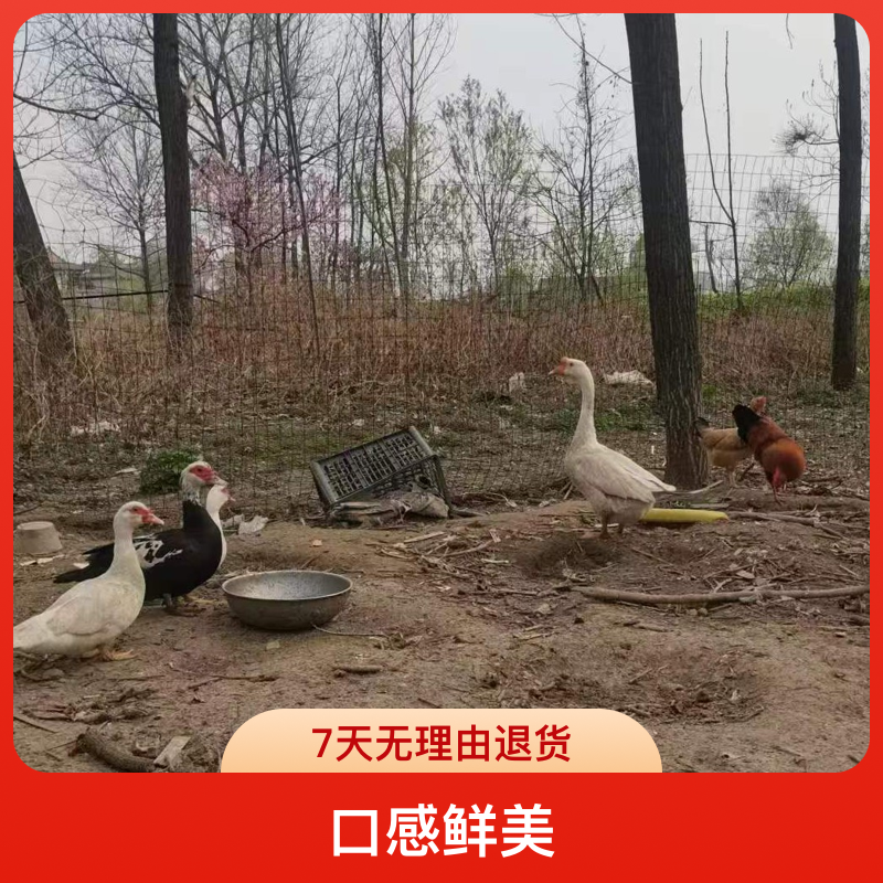 农家散养土鸡土鸭土鹅鹅现场称重上链接