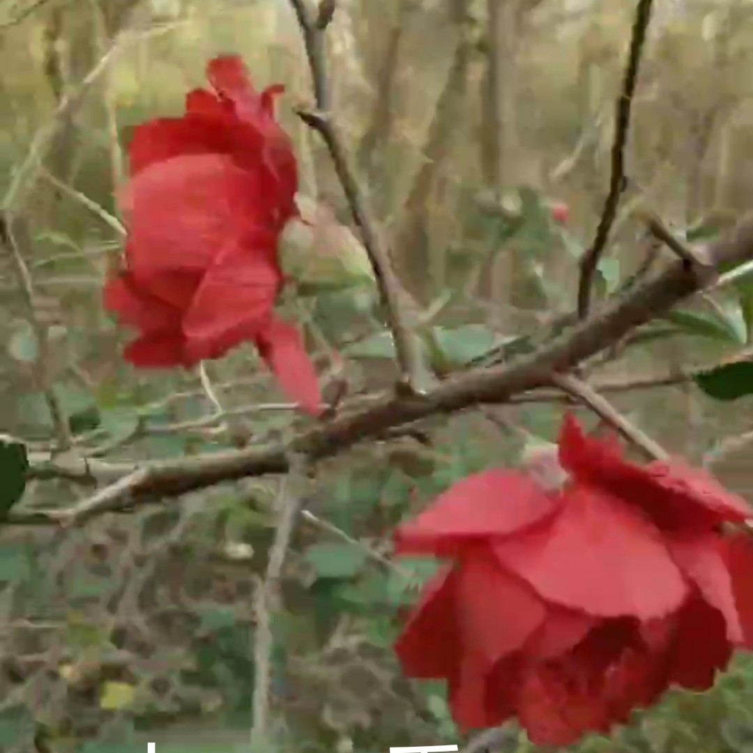 海棠盆景四季海棠庭院绿宝石海棠