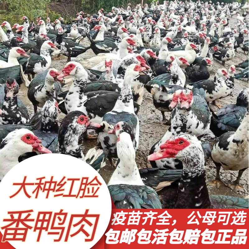 【大种黑白番鸭肉】红脸鸭肉鸳鸯鸭肉洋鸭肉豚鸭肉顺丰包邮发货