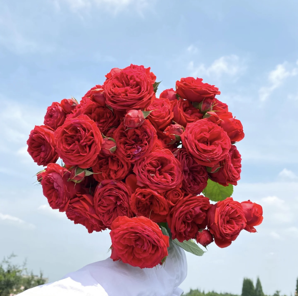 1.5加仑盆【红苹果】多棵扦插月季花盆栽地栽庭院阳台四季开放趣味