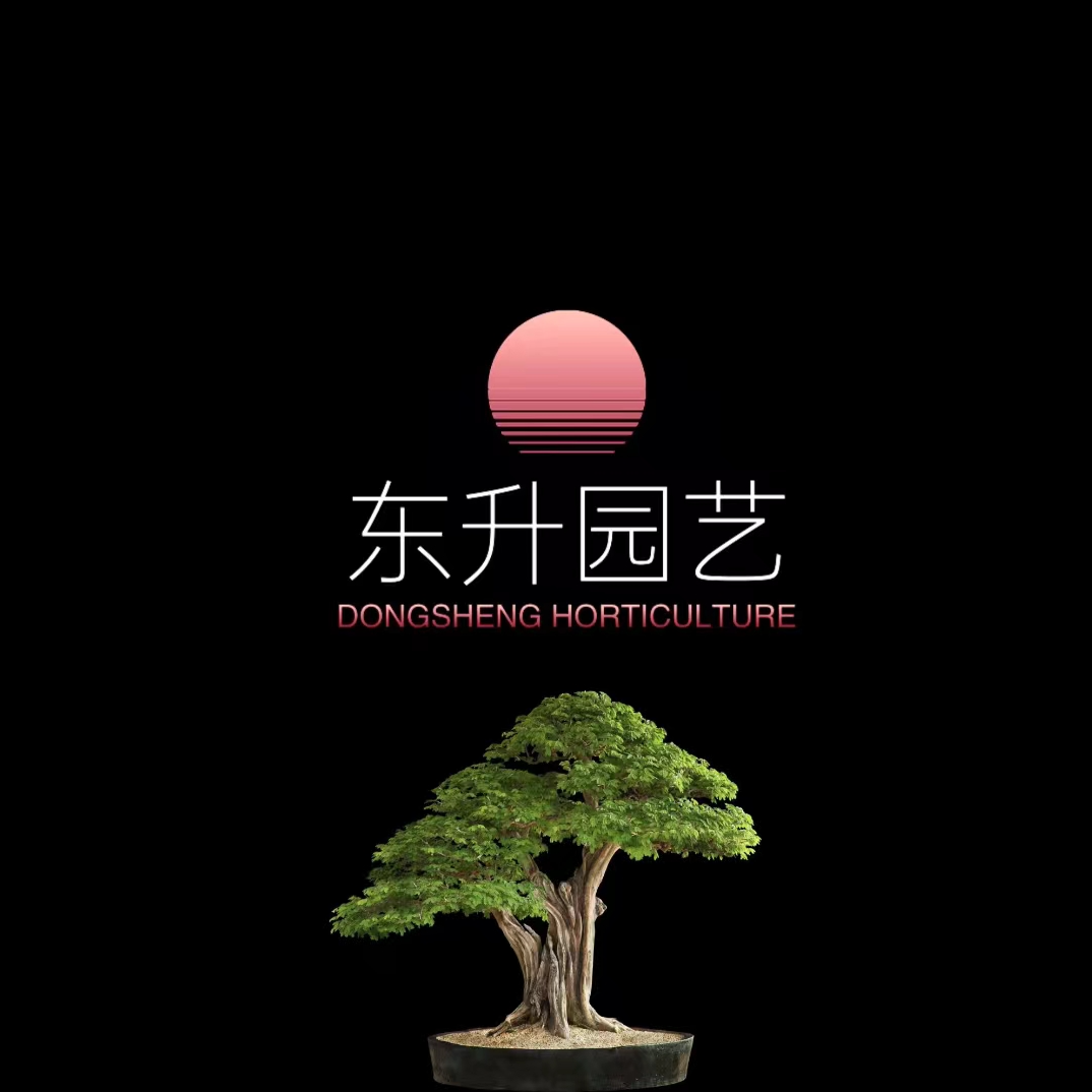 矮霸大树形黄杨盆景四季常青室内绿植《直播间一物一拍》