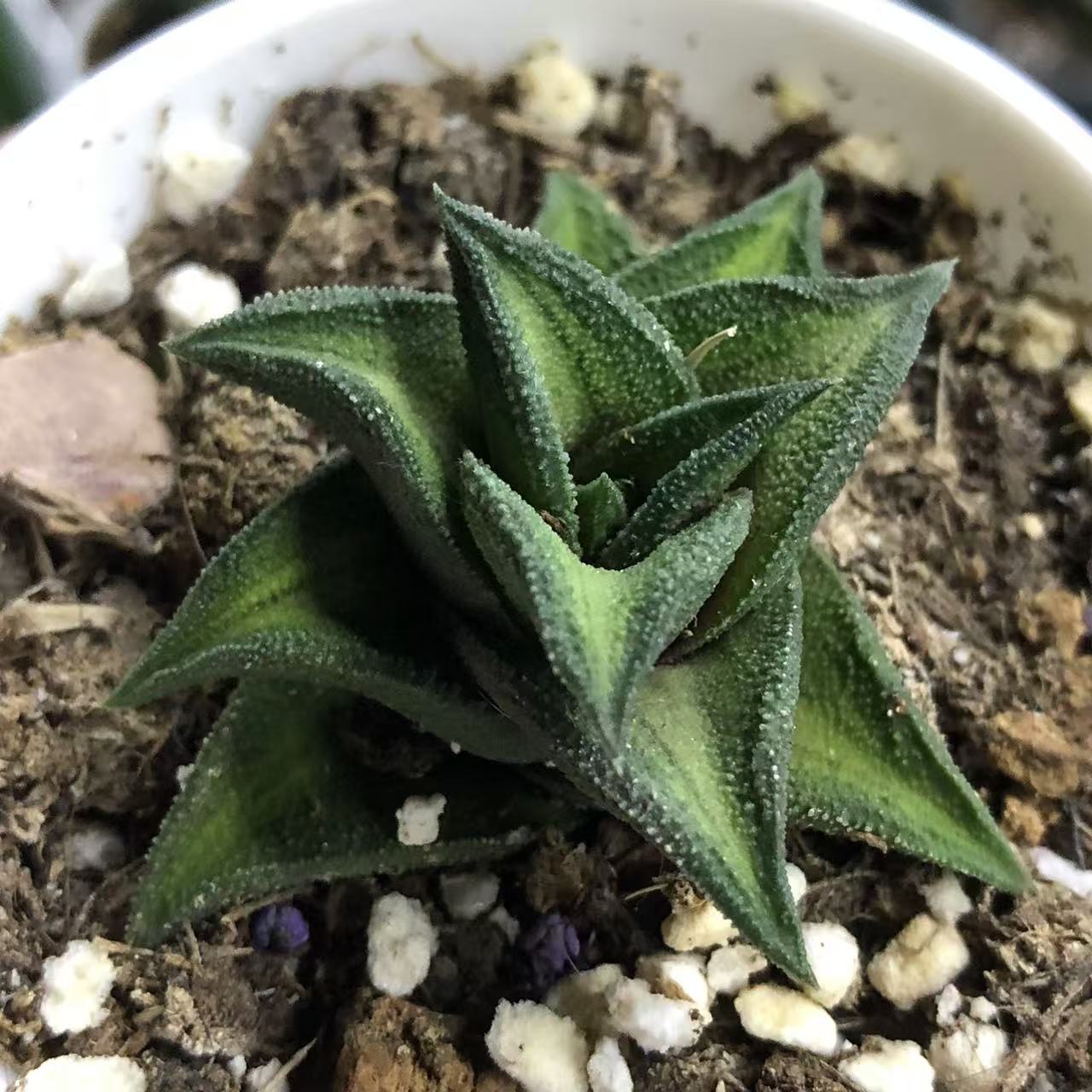 原始十二卷包邮哈