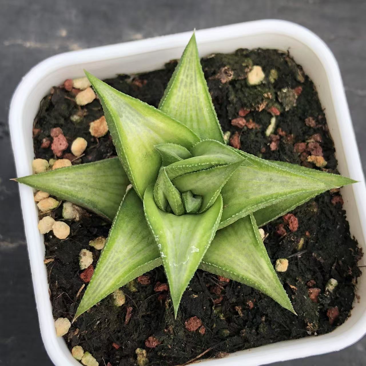 原始十二卷包邮哈