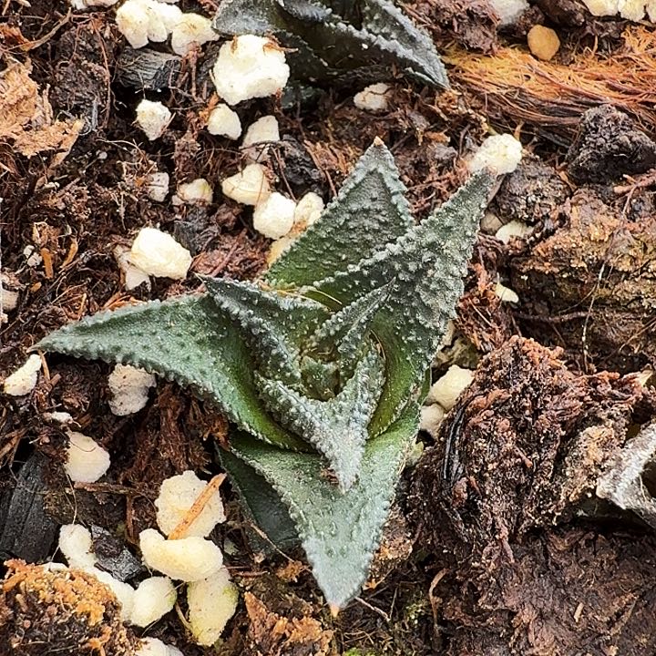 哥斯拉硬叶多肉硬叶185