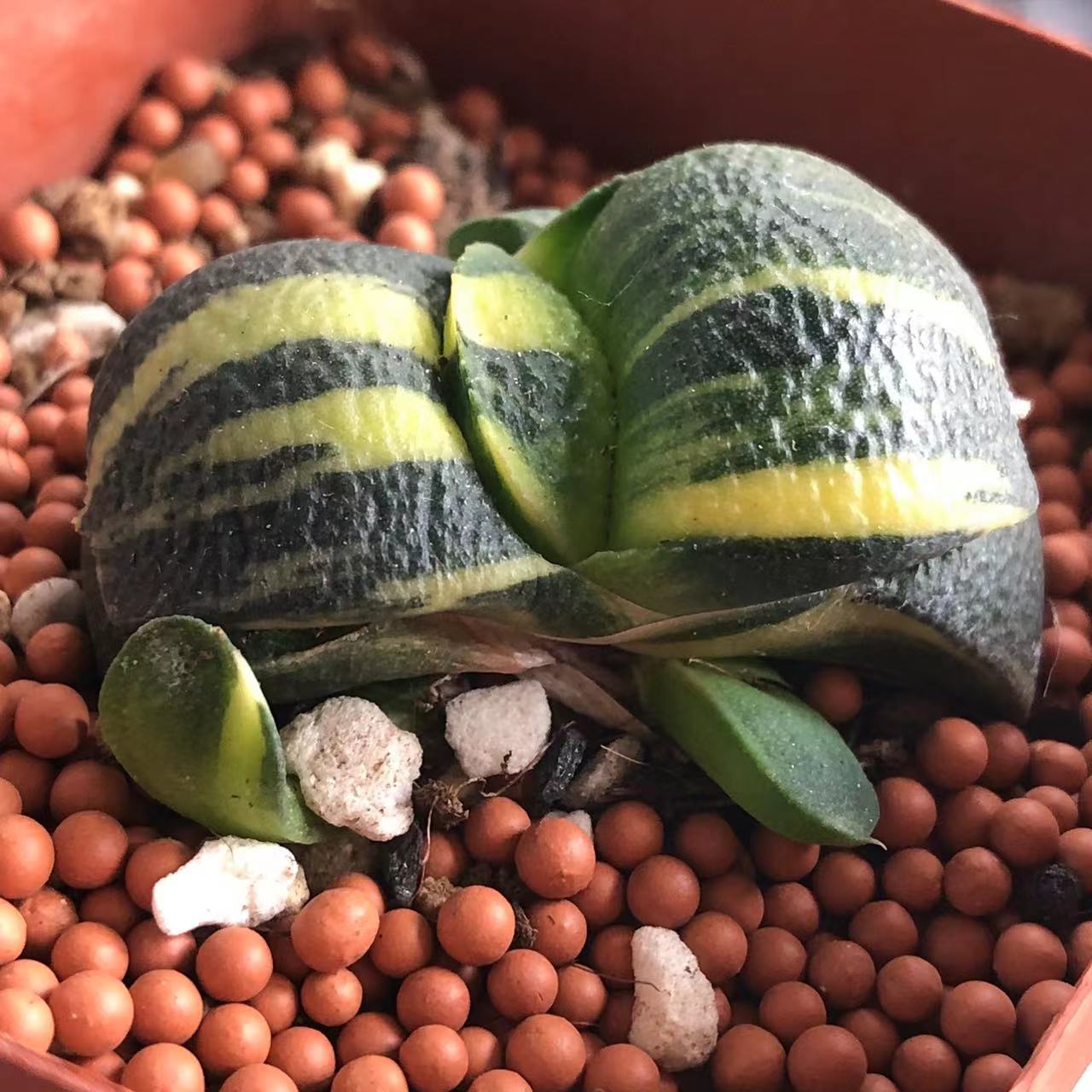蜗牛锦母本带1侧牙带盆包邮送到家013