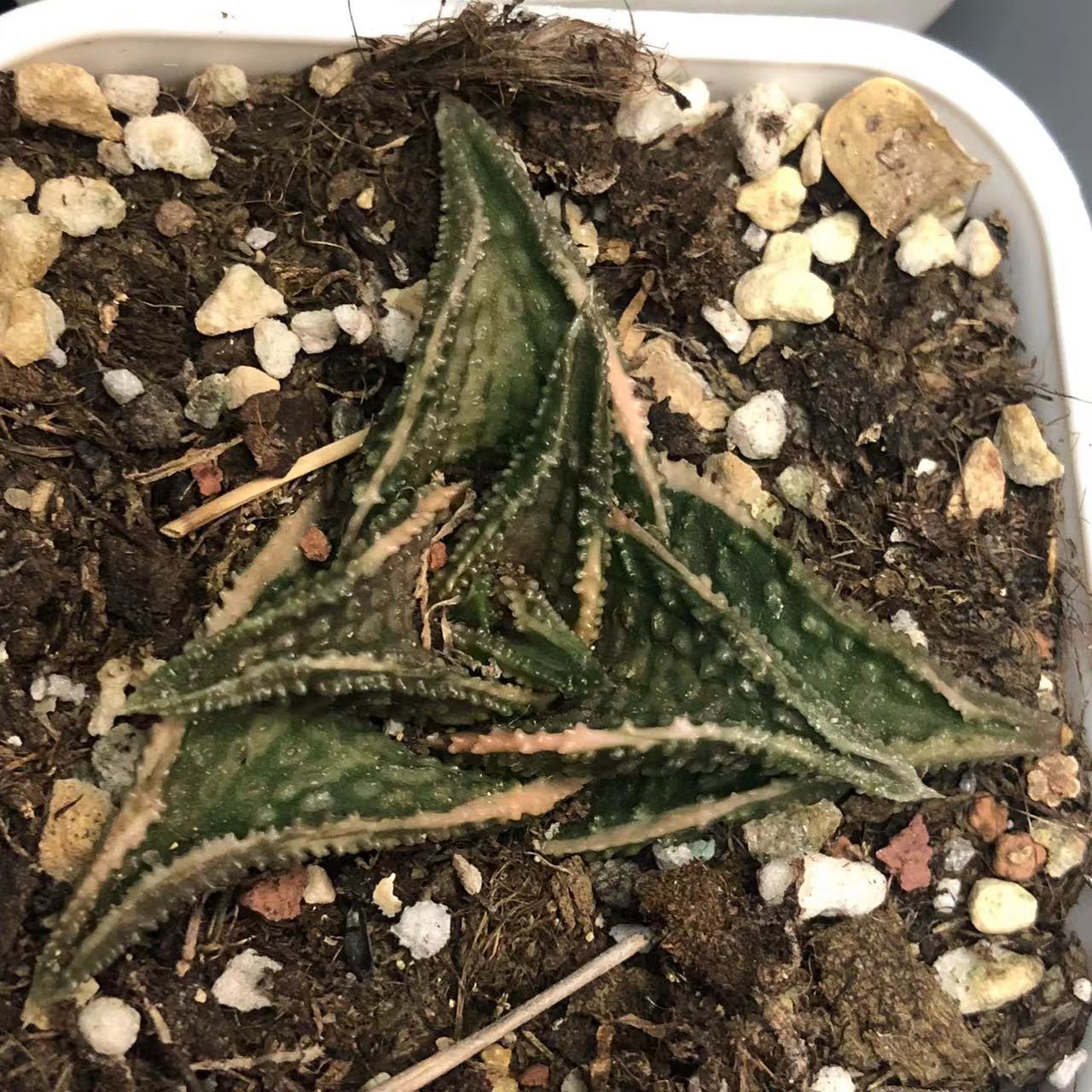 鬼瓦锦 硬叶锦带盆包邮送到家002