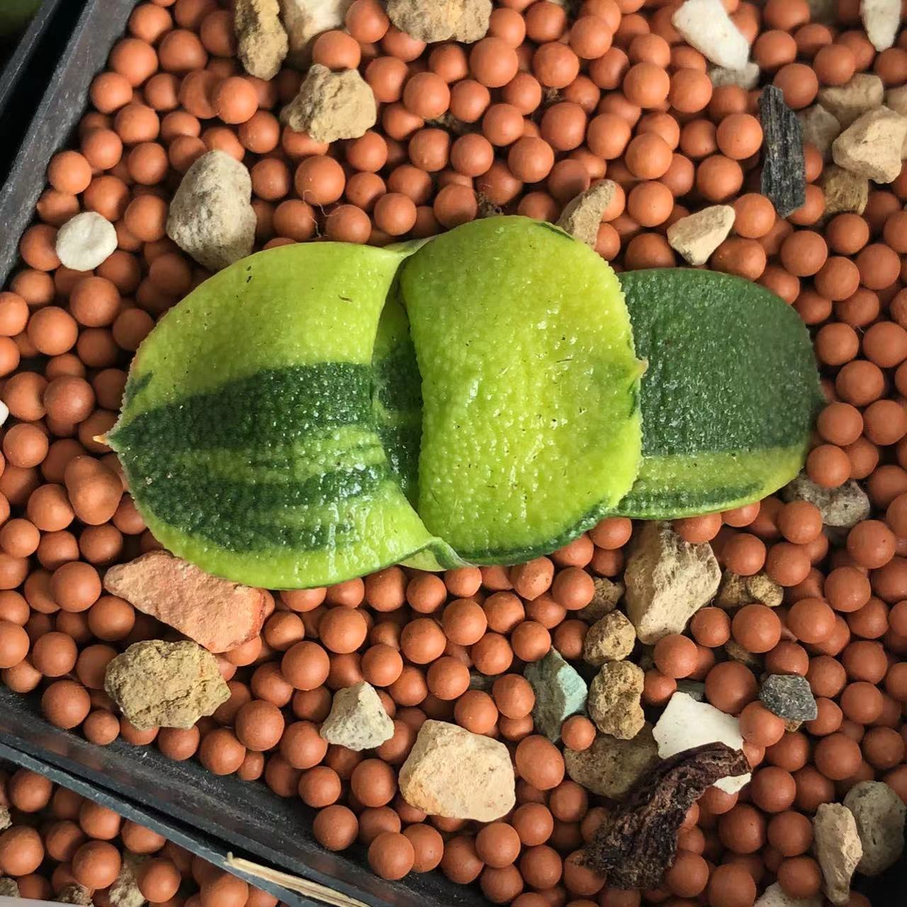 蜗牛锦带盆包邮送到家010