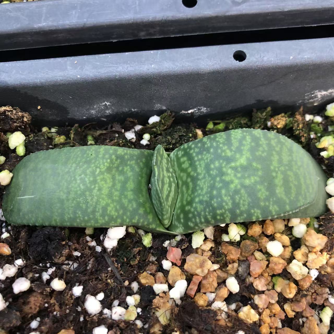 蜗牛蜗牛包邮送到家