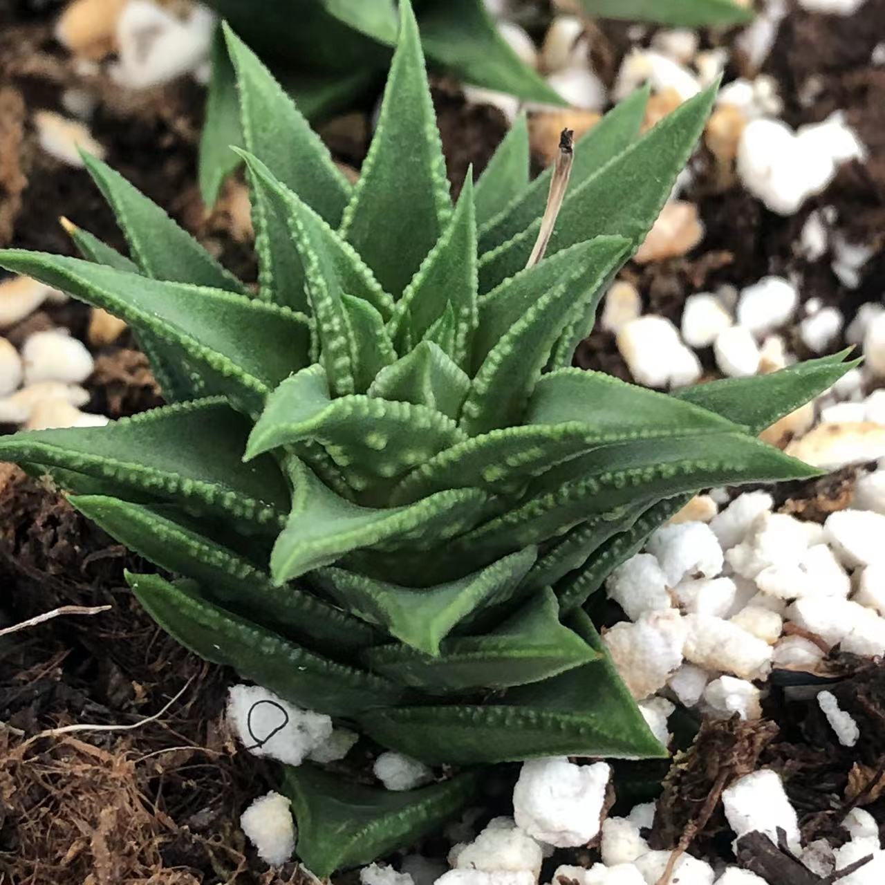 燕尾松挲掌硬叶十二卷