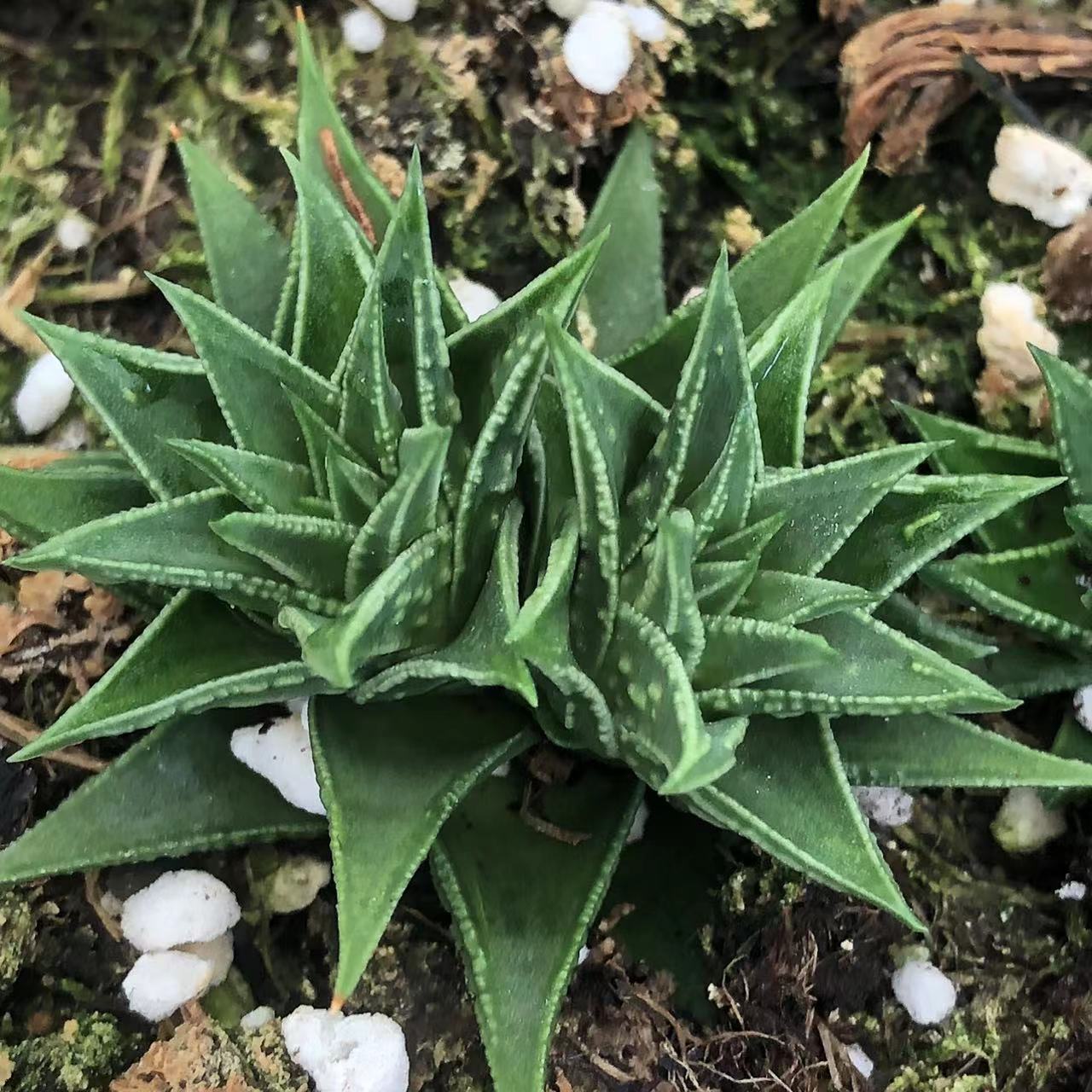 松挲掌硬叶底座带2侧牙一起出 