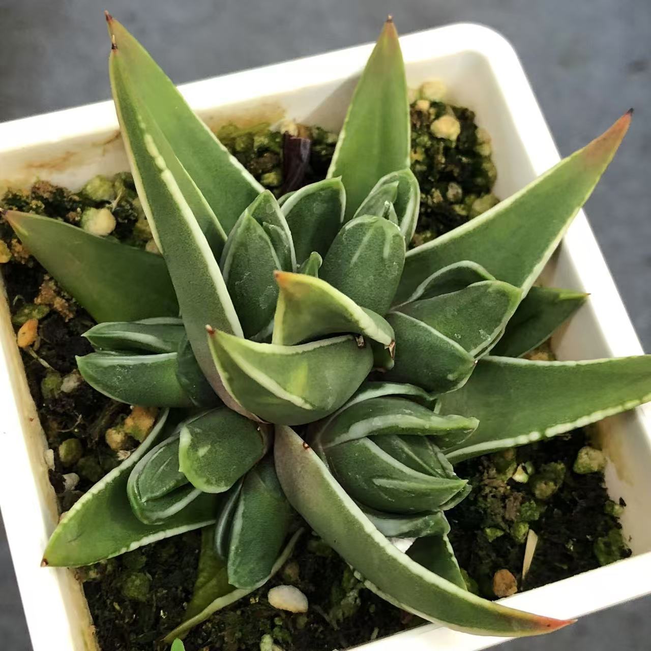 白折瑞鹤底座带8个侧牙一起出 