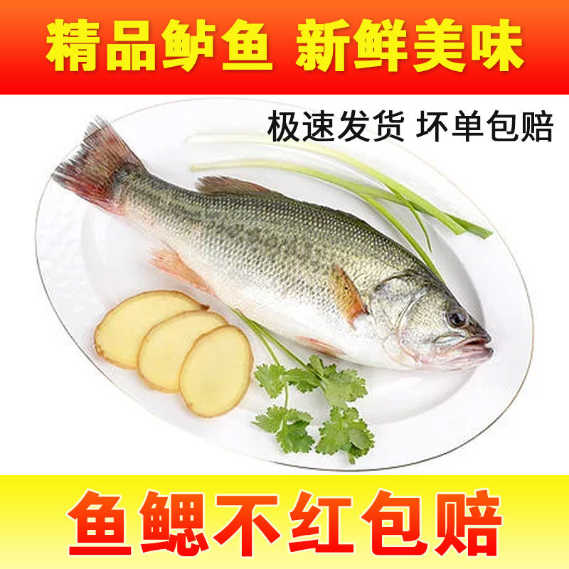 【何大厨专属】淡水鲈鱼真空速冻鲜活宰杀冷冻新鲜鱼 顺丰200g/条