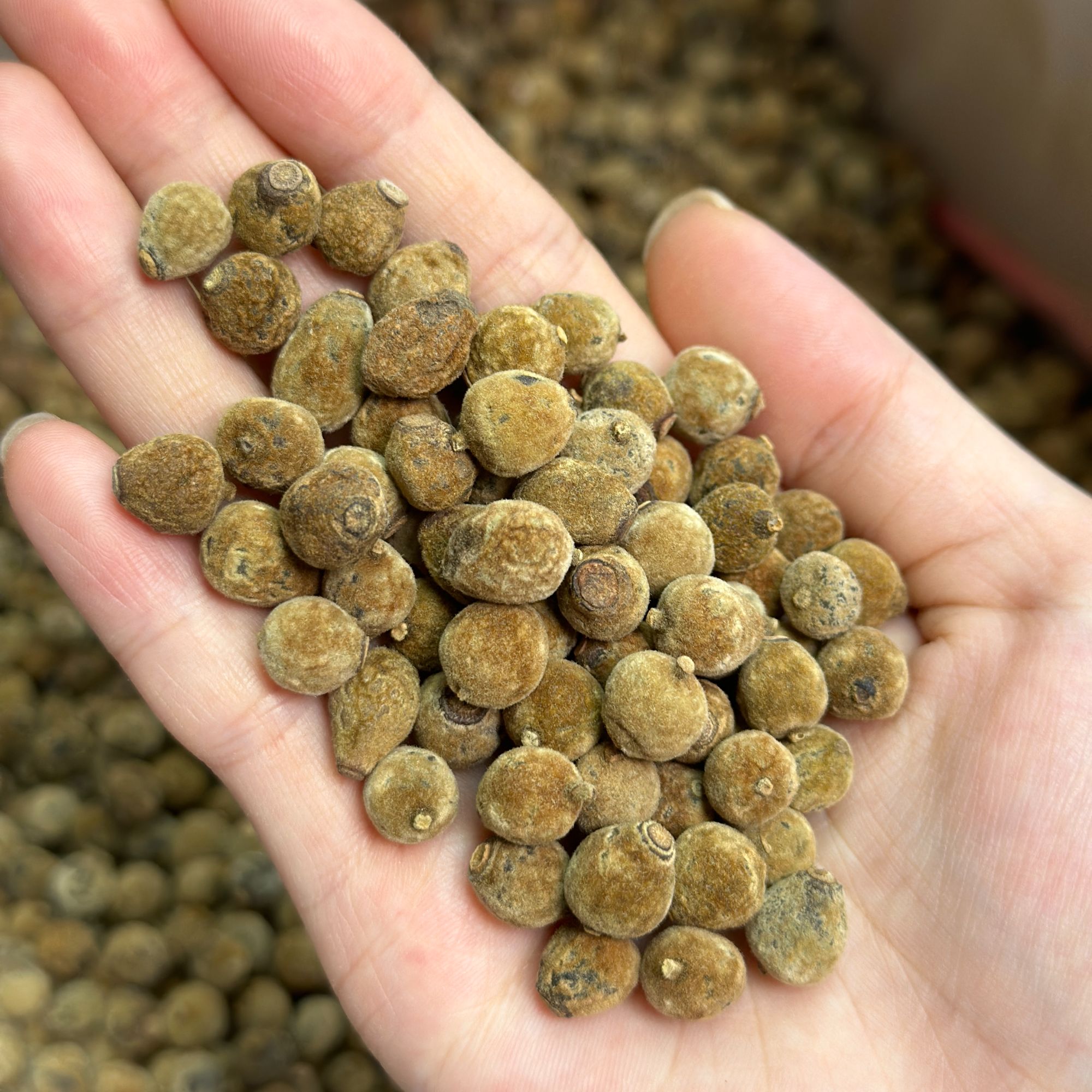 【18年陈黄豆胎珠】化橘红化州市平定原产地直供化橘红胎珠