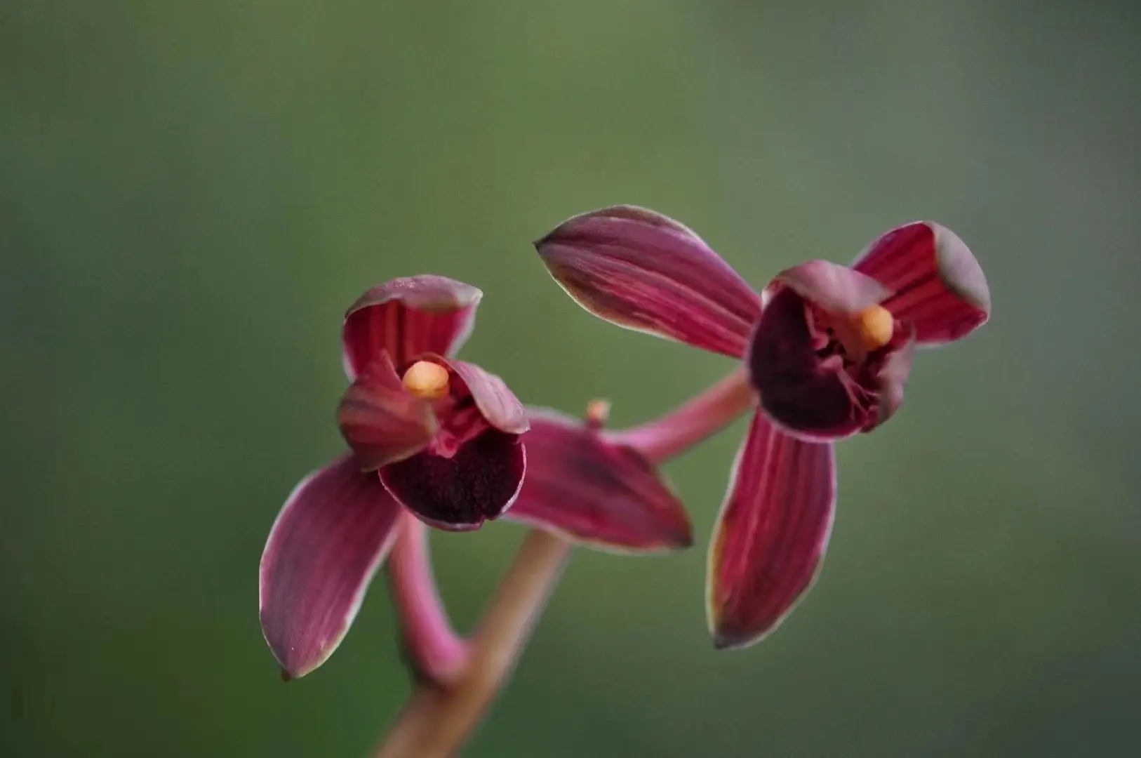 墨兰艺草铭品【金太阳】